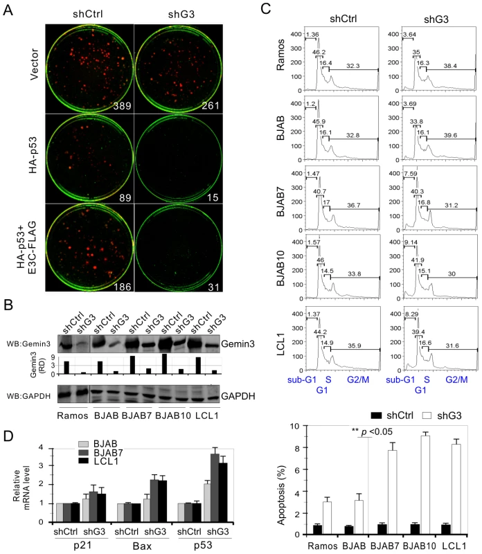 Gemin3 knockdown attenuates EBNA3C-mediated inhibition of p53-induced apoptosis.