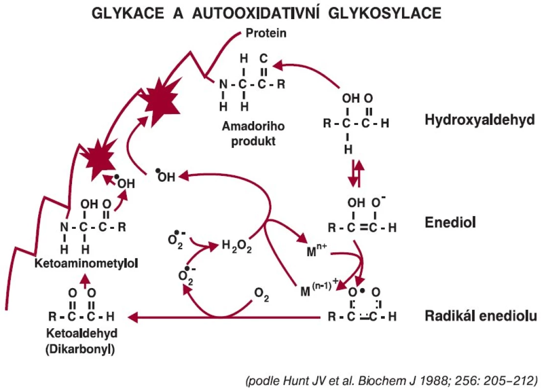 Autooxidace glukózy provázená tvorbou reaktivních forem kyslíku.