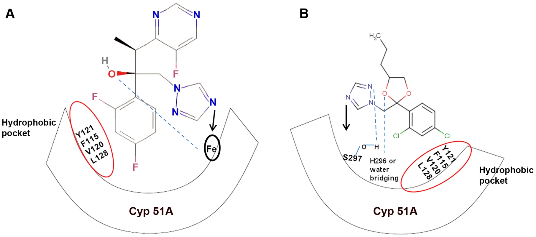 Diagrammatic representation of similar structural binding mode of medical triazoles and triazole fungicides to <i>cyp</i>51A of wild-type <i>A. fumigatus</i>.