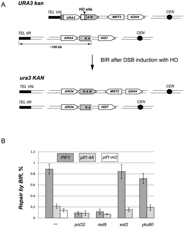 The DNA damage induced phosphorylation of nPif1 is required for BIR.