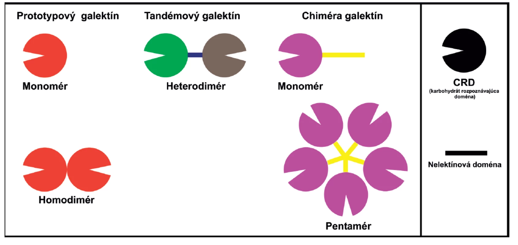 Schematické znázornenie štruktúry galektínov. Prototypové galektíny (1, 2, 5, 7, 10, 11, 13, 14 a 15), obsahujúce jednu (monomér) alebo dve identické CRD (homodimér). Chimerický galektín (3) je zložený z nelektínovej domény napojenej na CRD može byť vo forme monoméru, ale aj spájaný až do pentaméru. Tandemové galektíny (4, 6, 8, 9, a 12), pozostávajúce z 2 CRD navzájom spojených krátkym polypeptidovým reťazcom.