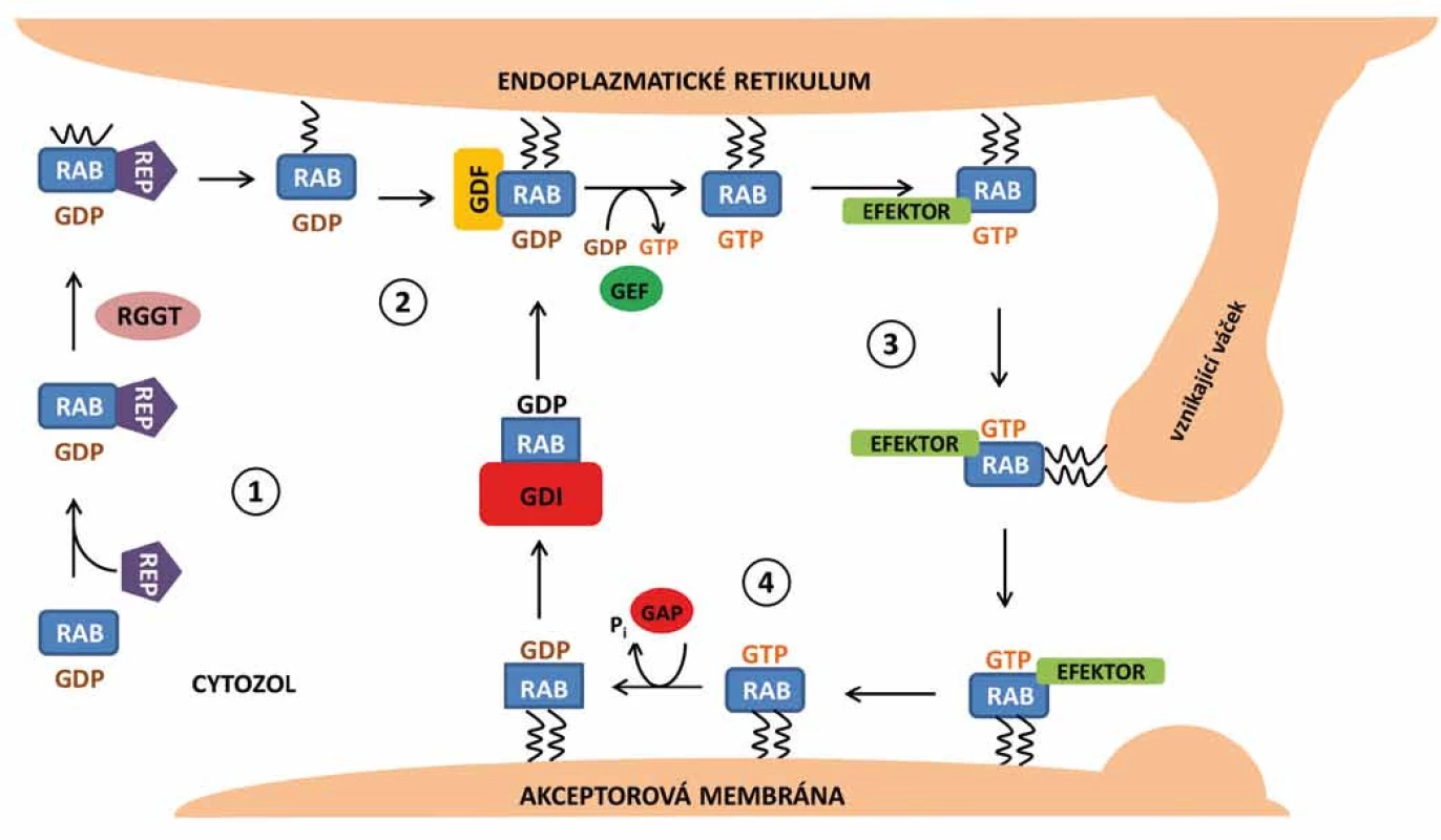Cyklus proteinů Rab v buňce.
1. Nově syntetizovaný protein Rab a průběh prenylace. 2. Odstranění disociačního inhibitoru, aktivace Rab a jeho připojení na membránu. 3. Zapojení jednotlivých regulačních molekul a efektorů, vznik, navedení a transport vezikulu k akceptorové membráně. 4. Hydrolýza GTP a deaktivace Rab proteinu.