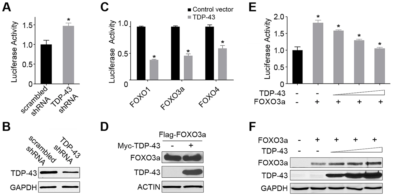 TDP-43 negatively regulates the transcriptional activity of FOXOs in mammalian cells.