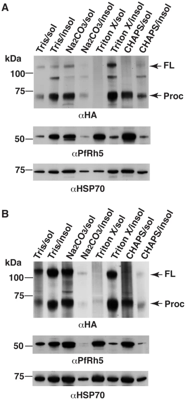 PfRipr and PfRh5 are peripherally associated with parasite membrane.
