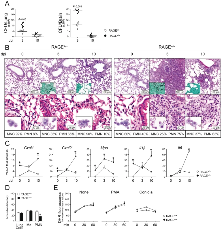 RAGE–deficient mice develop pathogen–induced inflammation.