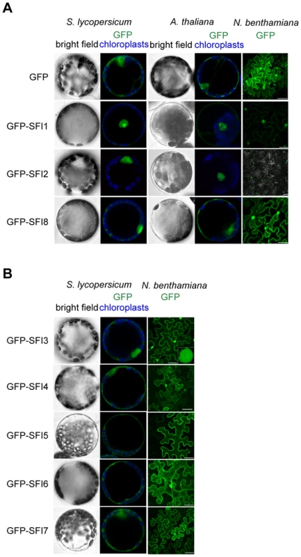 Sub-cellular localization of N-terminally GFP-tagged SFI effectors in <i>S. lycopersicum</i> and <i>A. thaliana</i> protoplasts and in <i>N. benthamiana</i> leaves.
