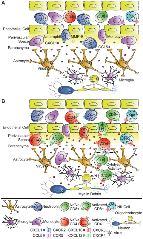 Functional roles of chemokines in response to viral infection of the CNS.