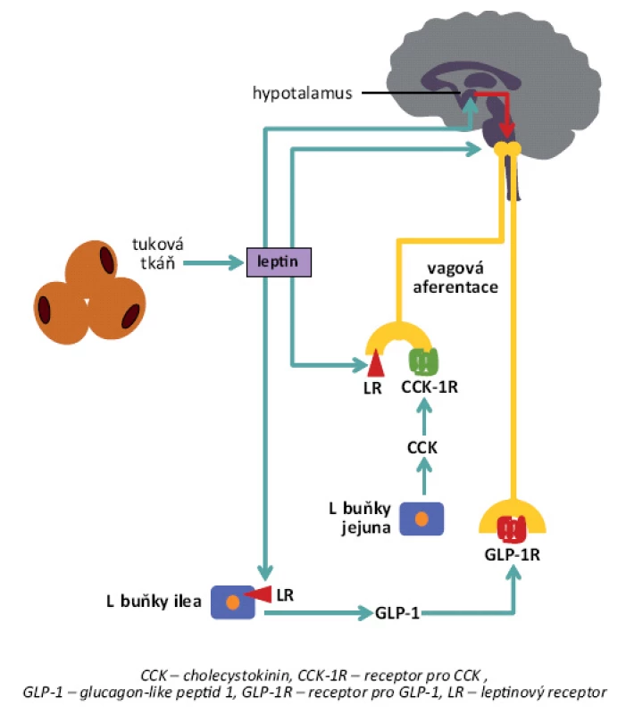 Schéma působení leptinu. Leptin produkovaný v tukové tkáni – úměrné množství tukové tkáně – působí anorexigenně prostřednictvím různých mechanizmů. Kromě přímého ovlivnění exprese hypotalamického neuropeptidu Y, resp. melanokortinů, zvyšuje leptin sekreci některých anorexigenních gastrointestinálních hormonů (např. GLP-1, glukagon-like peptid 1), nepřímo také posiluje an­orexigenní působení cholecystokininu či GLP-1 v hypotalamu a vagovou aferentaci z gastrointestinálního traktu aktivovanou těmito hormony [6].