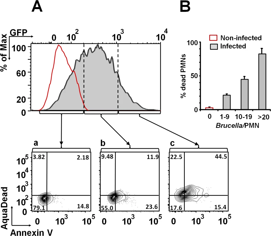 <i>B</i>. <i>abortus</i> infection induces PMN cell death in a dose dependent manner.