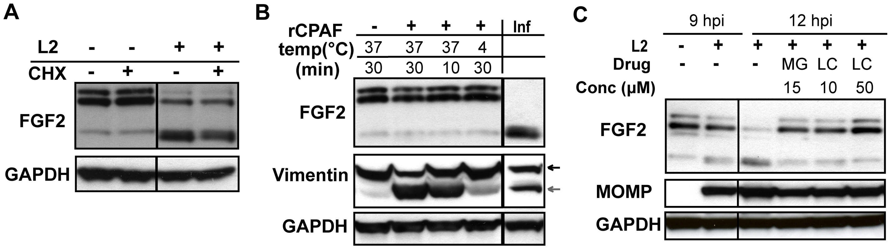 HMW FGF2 isoforms are degraded by <i>C. trachomatis</i> L2-induced host proteases.