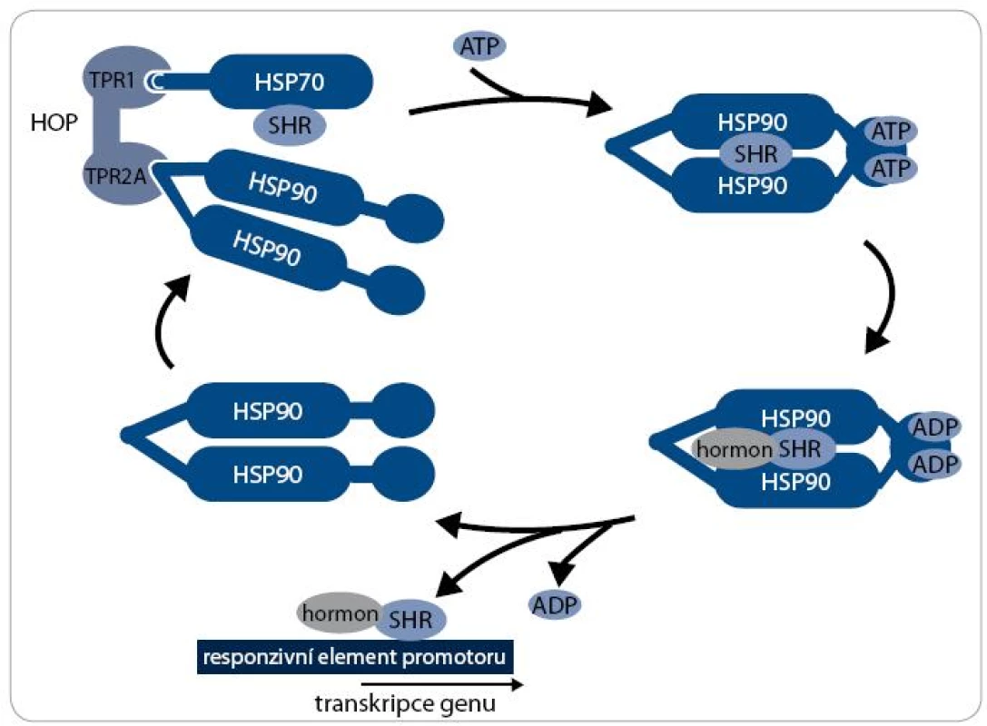 Chaperonový cyklus. Průběh chaperonového cyklu je znázorněn na příkladu receptoru steroidních hormonů (SHR) jako klientního proteinu. Komplex SHR s Hsp70 je přiváděn pomocí adaptorového ko-chaperonu HOP k dimeru Hsp90. HOP je následně disociován a za účasti dalších ko-chaperonů dochází k vazbě ATP, konformační změně Hsp90 a modifikaci SHR. SHR je poté v aktivním stavu, je schopen vázat ligandy, steroidní hormony. Po vazbě ligandu je SHR translokován do jádra a iniciuje transkripci genů. Dimer Hsp90 vstupuje do dalšího chaperonového cyklu.