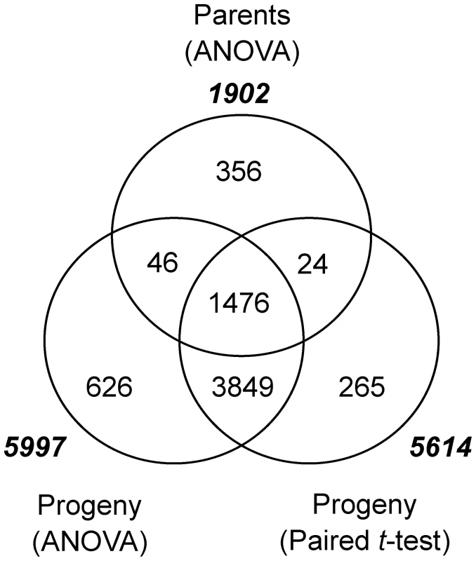 Genes differentially expressed in parents and progeny as a result of <i>Pgt</i> race TTKSK-inoculation.