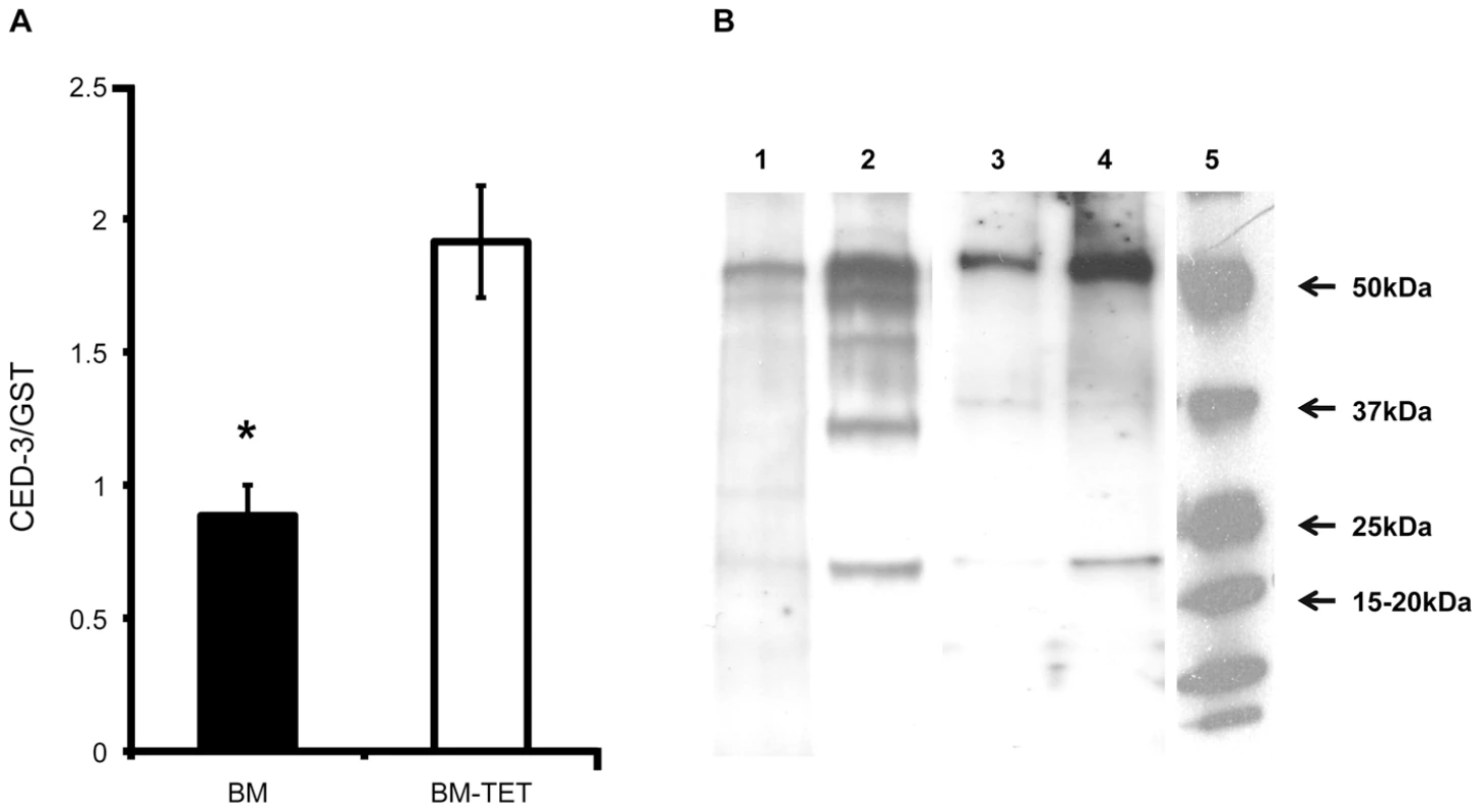 Increased expression of <i>ced-</i>3 gene and activation of CED-3 protein in tetracycline treated <i>B. malayi</i>.