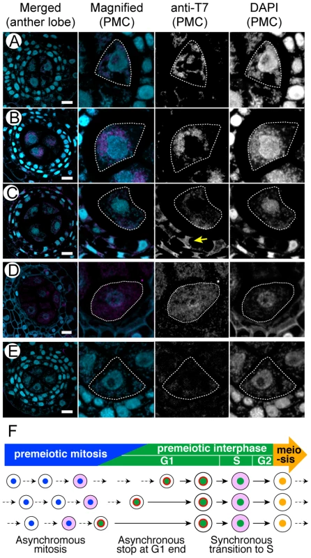 Subcellular localization of the T7 peptide-tagged MEL2 in anthers of transgenic rice plants.