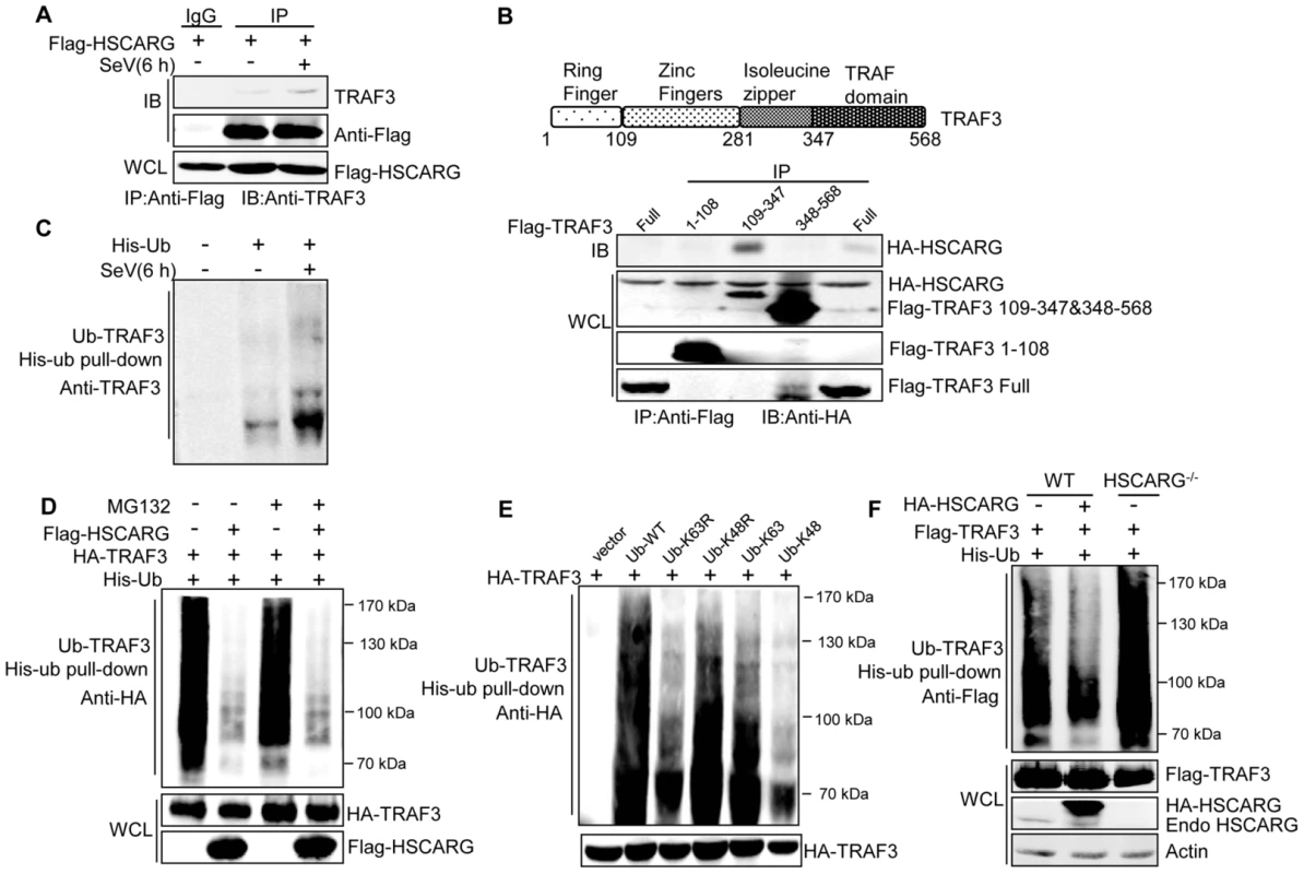 HSCARG interacts with TRAF3 and inhibits TRAF3 K63-linked ubiquitination.