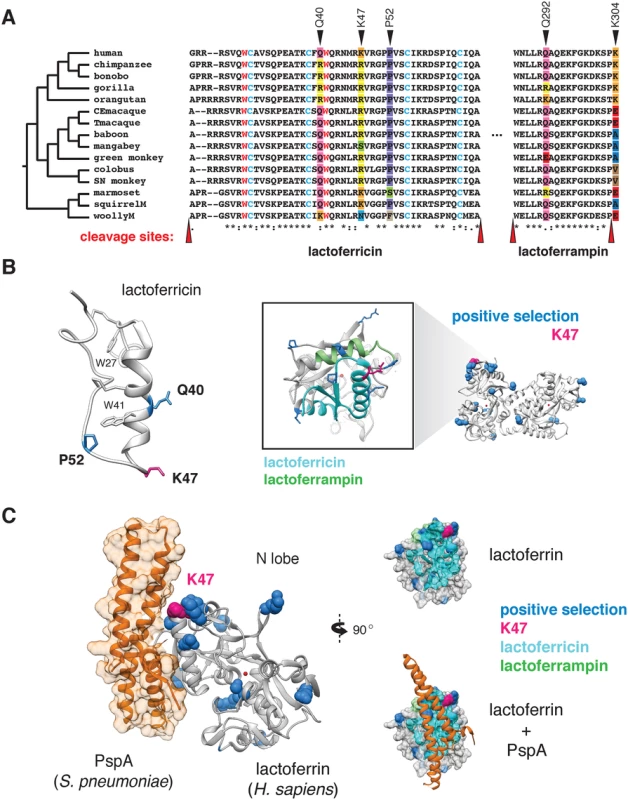 Rapid evolution of lactoferrin-derived antimicrobial peptides and pathogen binding interfaces.