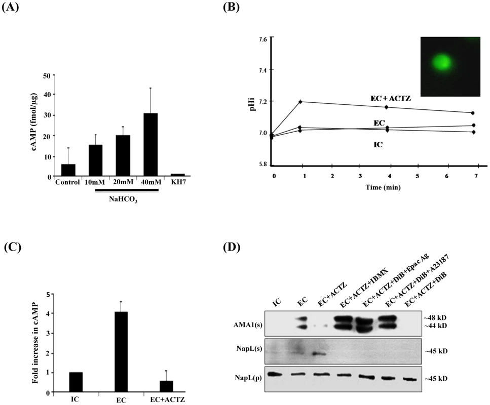 Production of cAMP by HCO<sub>3</sub><sup>−</sup> sensitive PfACβ and regulation of microneme secretion.