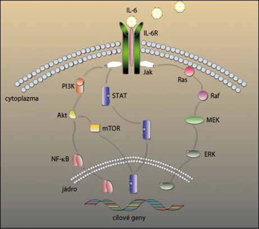 IL-6 a signální kaskády v mnohočetném myelomu. 
Navázáním IL-6 na jeho receptor se aktivují čtyři signální dráhy důležité pro vývoj, růst a lékovou rezistenci v MM. Fosforylace Jak spustí dráhu Ras/Ras/MEK/ERK a STAT. ERK a STAT se přesunou do jádra, kde aktivují cílové geny. Jak také spouští signální dráhu PI3K/Akt, Akt dále může aktivovat mTOR, který působí na STAT a NF-κB, který se opět přesouvá do jádra a  přepisuje dané geny.