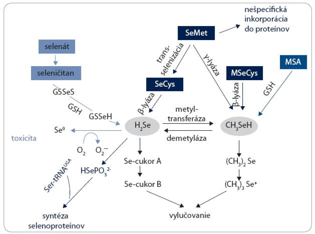 Schematická ilustrácia metabolických dráh selénu.
