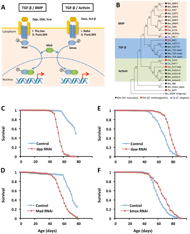 Reducing Activin signaling, but not BMP signaling prolongs lifespan in <i>Drosophila</i>.