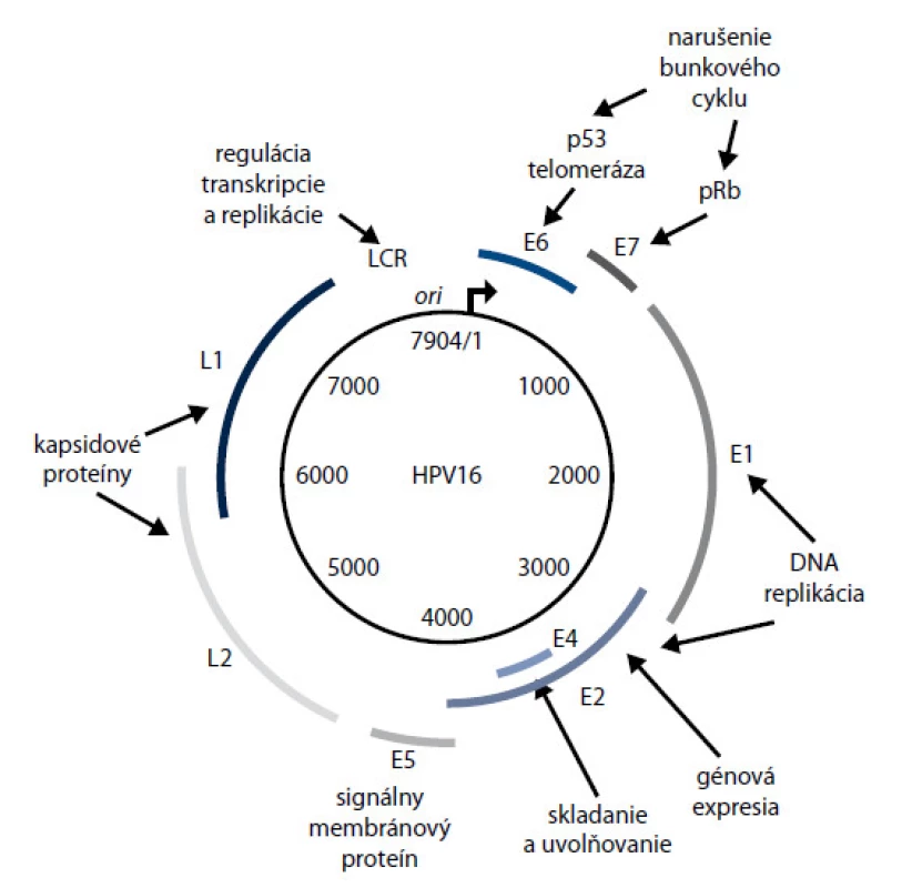 Organizácia genómu HPV 16 [21]. Funkcie jednotlivých génov sú uvedené v tab. 1. Čo sa týka LCR, ide o dôležité regulačné miesto, v ktorom sa nachádza počiatok  replikácie DNA (ORI) a úseky potrebné pre správny priebeh transkripcie a translácie akoE1-viažúce miesto, E2-viažúce miesto, TATA box a pod.