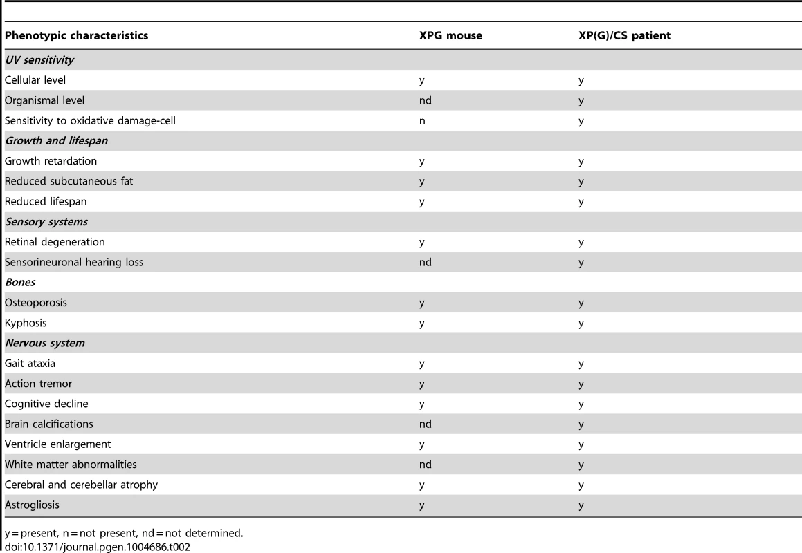 Comparison of the <i>Xpg<sup>−/−</sup></i> phenotype to that of XP/CS patients.