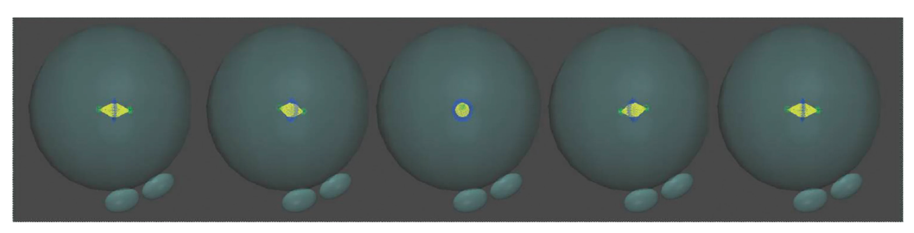 Líniu delenia v 1. mitóze ovplyvňuje poloha prvojadier pred nástupom syngamie a možná orientácia deliaceho vretienka v priestore. Autor 3D modelov D. Hlinka