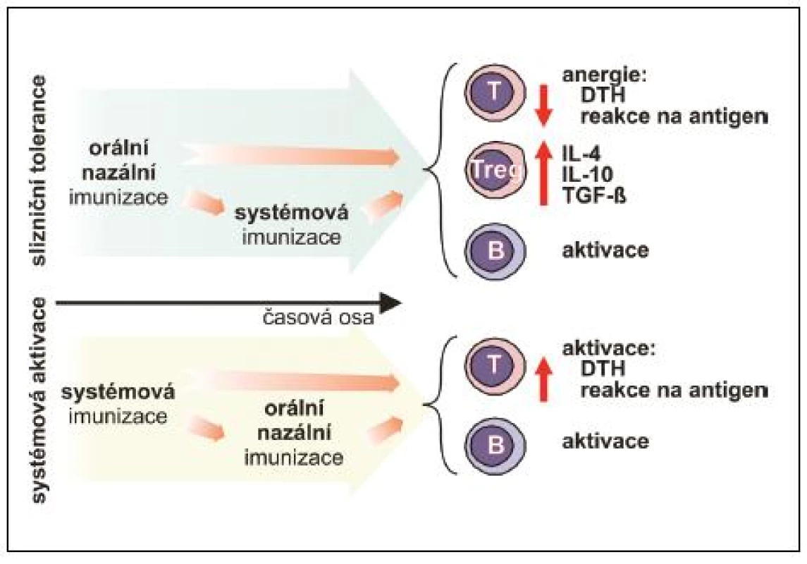 Vliv časové souslednosti slizniční a systémové imunizace při navození tolerance B – B-lymfocyt, DTH – reakce oddálené přecitlivělosti, IL – interleukin, TGF-β – transformující růstový faktor, T – T-lymfocyt, Treg – regulační T-lymfocyt