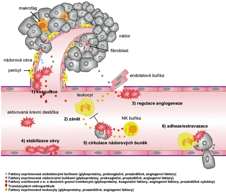 Jak krevní destičky přispívají k nádorovému růstu a angiogenezi. 
1. Koagulace: stimul k aktivaci trombocytů přichází z endotelových buněk, ale i ze samotného nádoru nebo z buněk nádorového stromatu (exprese tkáňového faktoru, trombinu, ADP atd.). Po aktivaci trombocytů dochází ke změně jejich tvaru a k uvolnění mikropartikulí, obsahu α- a denzních granul a ke spuštění koagulační kaskády (35). 2. Zánět: chemokiny (IL-8, histamin atd.) uvolňované z trombocytů způsobují chemotaxi leukocytů a prekurzorových buněk z kostní dřeně. Tyto buňky mohou také přispívat k progresi nádoru uvolňováním různých růstových a angiogenních faktorů (64, 65). 3. Angiogeneze: trombocyty se uplatňují také při regulaci angiogeneze uvolňováním pro- a anti-angiogenních faktorů (VEGF, bFGF, PF-4 atd.), ale také jejich aktivním „sbíráním“ z cirkulace (66, 110). 4. Stabilizace cévy: trombocyty stabilizují cévu a udržují mezibuněčné spoje uvolňováním faktorů, jako je EGF, S1P, ang-1 atd., aby zabránily krvácení v místě angiogeneze a zánětu (31). 5. Cirkulace nádorových buněk: naadherované trombocyty chrání nádorové buňky před rozpoznáním imunitním systémem a před cytotoxickým působením TNF-α, což umožňuje jejich migraci do vzdálenějších míst (122–124). 6. Adheze/extravazace: tvorba agregátů nádorových buněk s leukocyty a trombocyty usnadňuje jejich adhezi na endotelium a následnou extravazaci na nové místo. Trombocyty dále uvolňují faktory podporující proliferaci nádorových buněk a zvyšující permeabilitu cévy (např. VEGF) (106, 120).