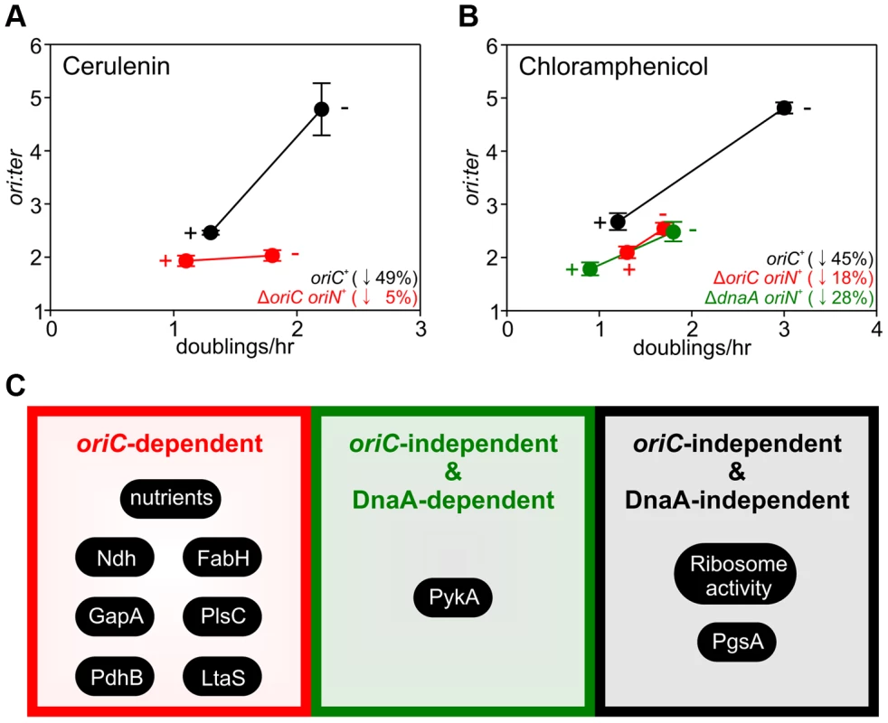 Analysis of <i>oriC</i>-dependent and <i>oriC</i>-independent growth rate regulation through small molecule targeting of fatty acid synthesis and protein synthesis.