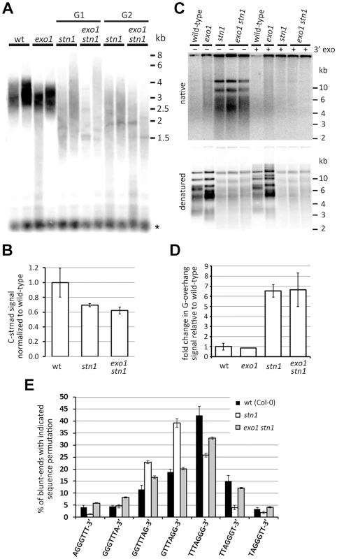 Effect of EXO1 on the structure of STN1-depleted telomeres.