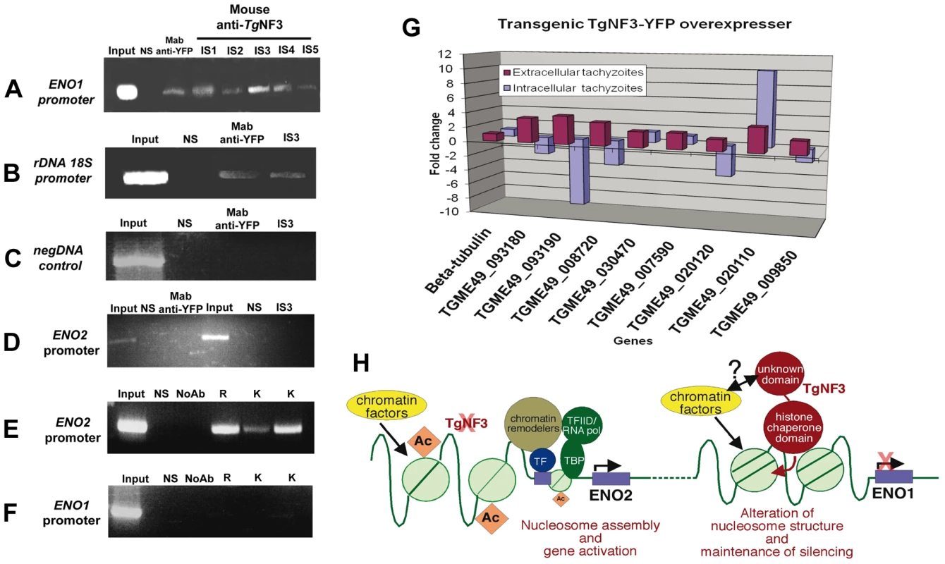 Chromatin immunoprecipitation (ChIP) analyses of TgNF3 binding sites <i>in vivo</i>.