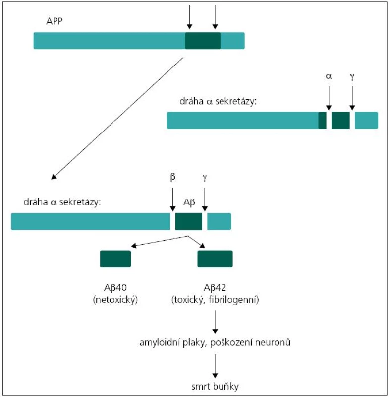 Jednotlivé kroky vedoucí k vzniku amyloidu β z APP.