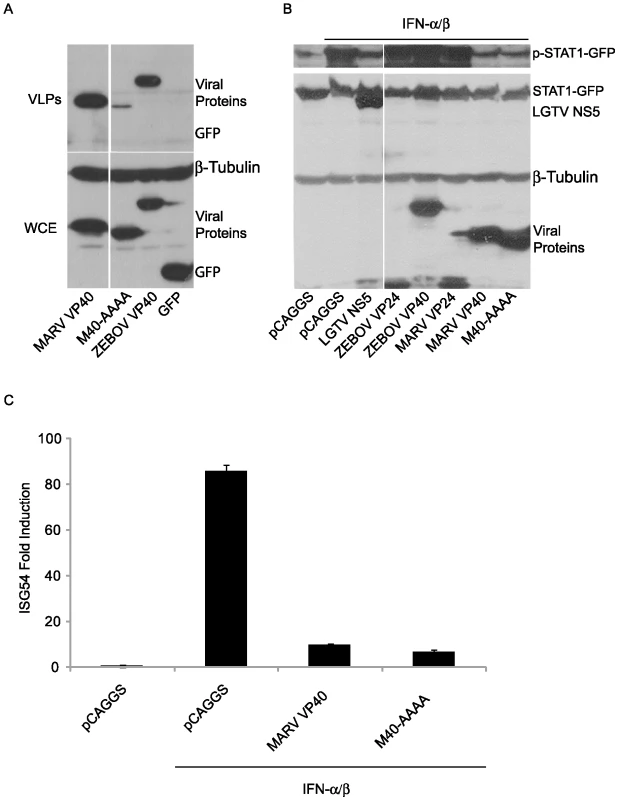 MARV VP40 inhibition of IFN signaling does not require an intact late domain.
