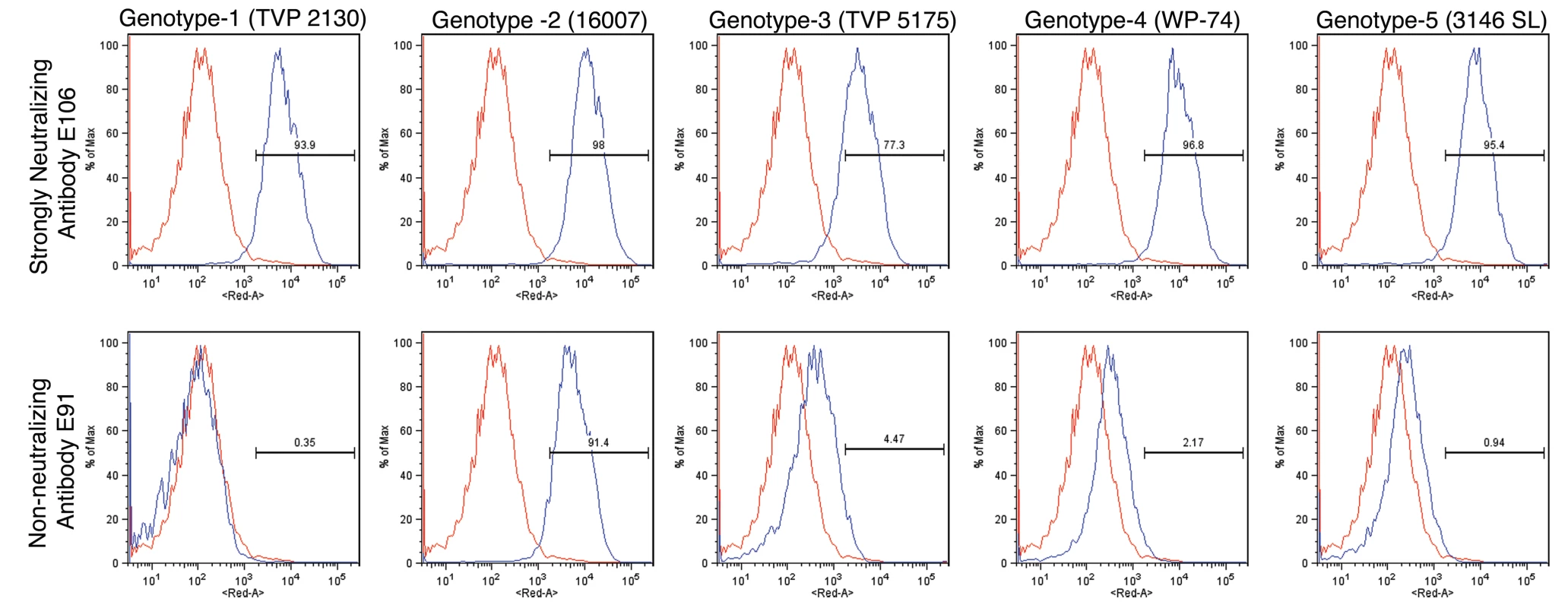 Binding of MAbs to cells infected with different genotypes of DENV-1.
