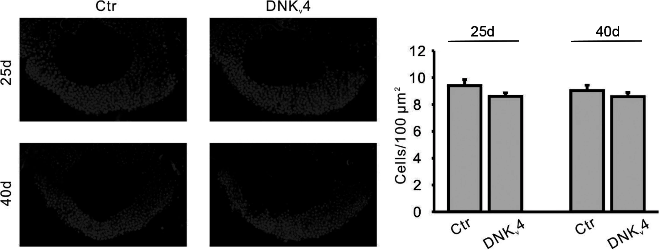 No significant MB cell loss is found in the DNK<sub>v</sub>4 transgenic line.