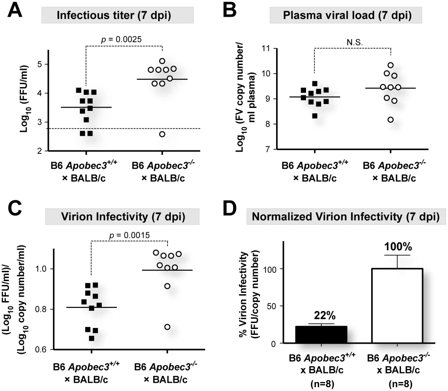 B6 <i>mA3</i> promotes noninfectious particle release during acute FV infection.