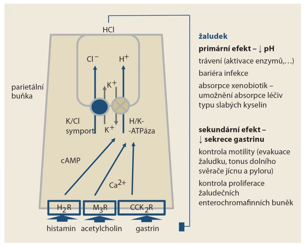 Funkce H+/K+ ATPázy na úrovni parietální buňky žaludku. Po stimulaci
histaminových receptorů H2 (H2R), muskarinových receptorů M3 (M3R) či cholecystokininových
receptorů 2 (CCK2R) je pumpa aktivována. Pokles pH inhibuje
sekreci gastrinu. Část účinku inhibitorů protonové pumpy je dána vzestupem
pH, část vyšší nabídkou gastrinu. Vazba IPP je cílena na podjednotku
zajišťující přesun protonů; ta je společná i protonovým pumpám jiných orgánů.
Naopak prazany, čili draslík-kompetitivní inhibitory acidity se váží na podjednotku
pumpující kationty draslíku. Ta je specifická jen pro žaludeční ATPázu.<br>
Fig. 1. Function H+/K+ ATAse at the parietal cell level of the stomach. After stimulation
of histamine receptors H2 (H2R), muscarinic rec. M3 (M3R) or cholecystokinin
rec. 2 (CCK2R), the pump is active. The decrease in pH inhibits the secretion of gastrin.
Part of the eff ect of PPIs is due to the rise in pH, part of a higher supply of gastrin.
The link of PPIs is targeted at a subunit ensuring the movement of protons,
which is common to the proton pumps of other organs. On the contrary, potassium-
competitive acidity inhibitors bind to a subunit pumping potassium cations.
This is specific only to the ATPase in parietal cells.