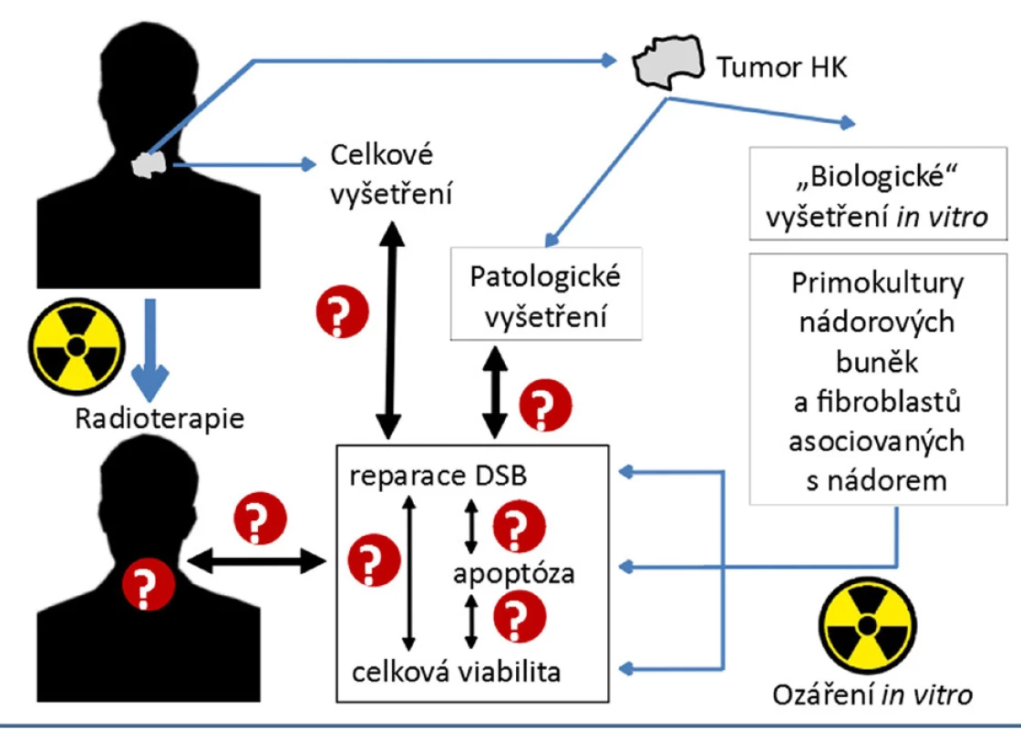 Hledání biomarkerů radiorezistence NHK (2).
Experimentální postup ukazují modré šipky. Neznámé
korelace/souvislosti jsou vyznačeny otazníky