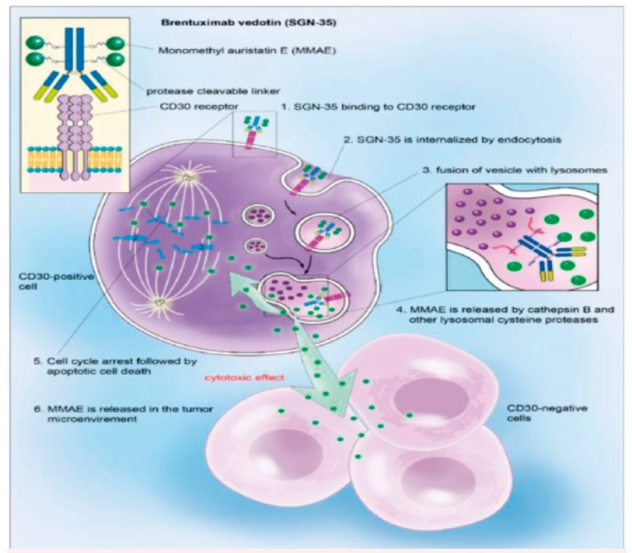 ADC – brentuximab bedotin, ADC – „antibody-drug conjugate“, mechanismus cytotoxického
účinku<br>
Na protilátku anti-CD30 je pomocí proteinového můstku (v plazmě stabilního] připojen cytotoxický
antitubulinový monomethyl auristatin E (MMAE). Konjugát se váže na receptory CD 30, které jsou
exprimované na povrchu H/RS buněk, pomocí lysozomů se noří do nitra buňky. Lysozomální proteázy
degradují proteinovou vazbu na anti CD30 protilátku. MMAE je uvolněn, rozruší mikrotubulární síť,
buněčný cyklus se zastaví, dochází k apoptóze buňky.<br>
(Upraveno podle Younes A, Bartelett NL, Leonard JP, et al. Brentuximab vedotin (SGN 35) for relapsed
CD30-positive lymfomas. N Engl J Med 2010;363:1812–1821.)