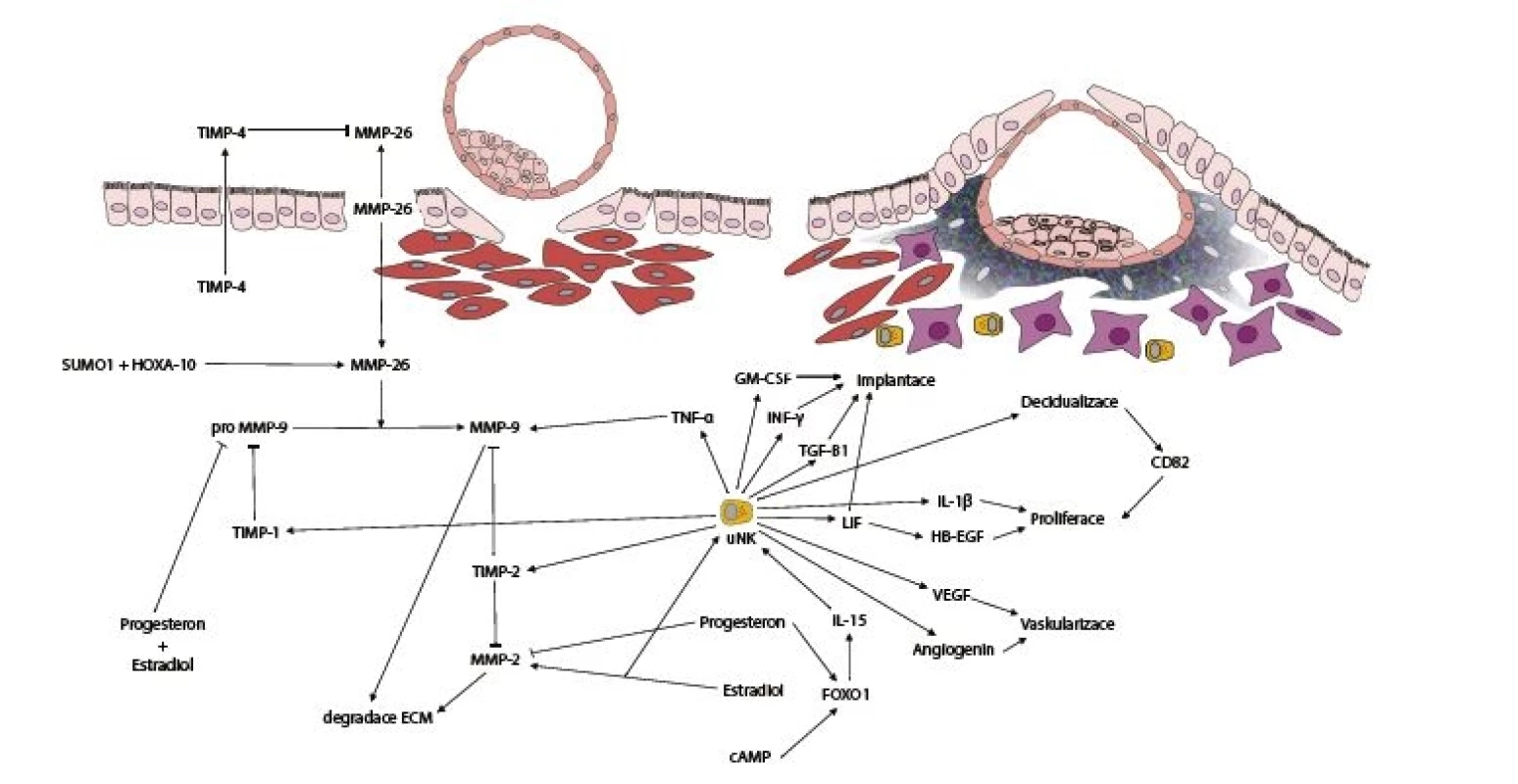 Schéma regulace metaloproteináz (MMP) v závislosti na procesech decidualizace a implantace regulovaných uNK buňkami
