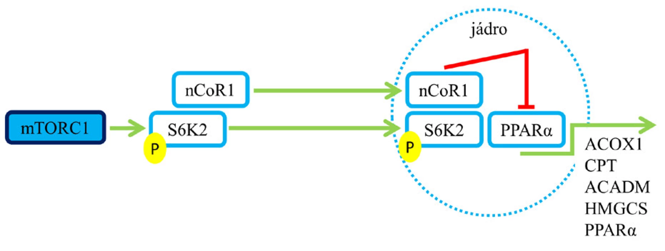 Role mTORC1 v procesu ketogeneze a oxidace mastných
kyselin. Aktivace mTORC1 vede k útlumu syntézy enzymů
zapojených do ketogeneze a oxidace mastných kyselin (6, 7).
Pozn.: zelená šipka – aktivace; červené T – blokáda.