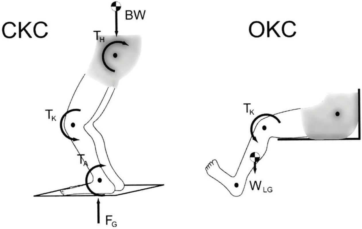 Schéma uzavřeného a otevřeného kinematického řetězce – působící síly (CKC - uzavřený kinematický řetězec, OKC
- otevřený kinematický řetězec) / Zdroj: Fleming, 2005/.