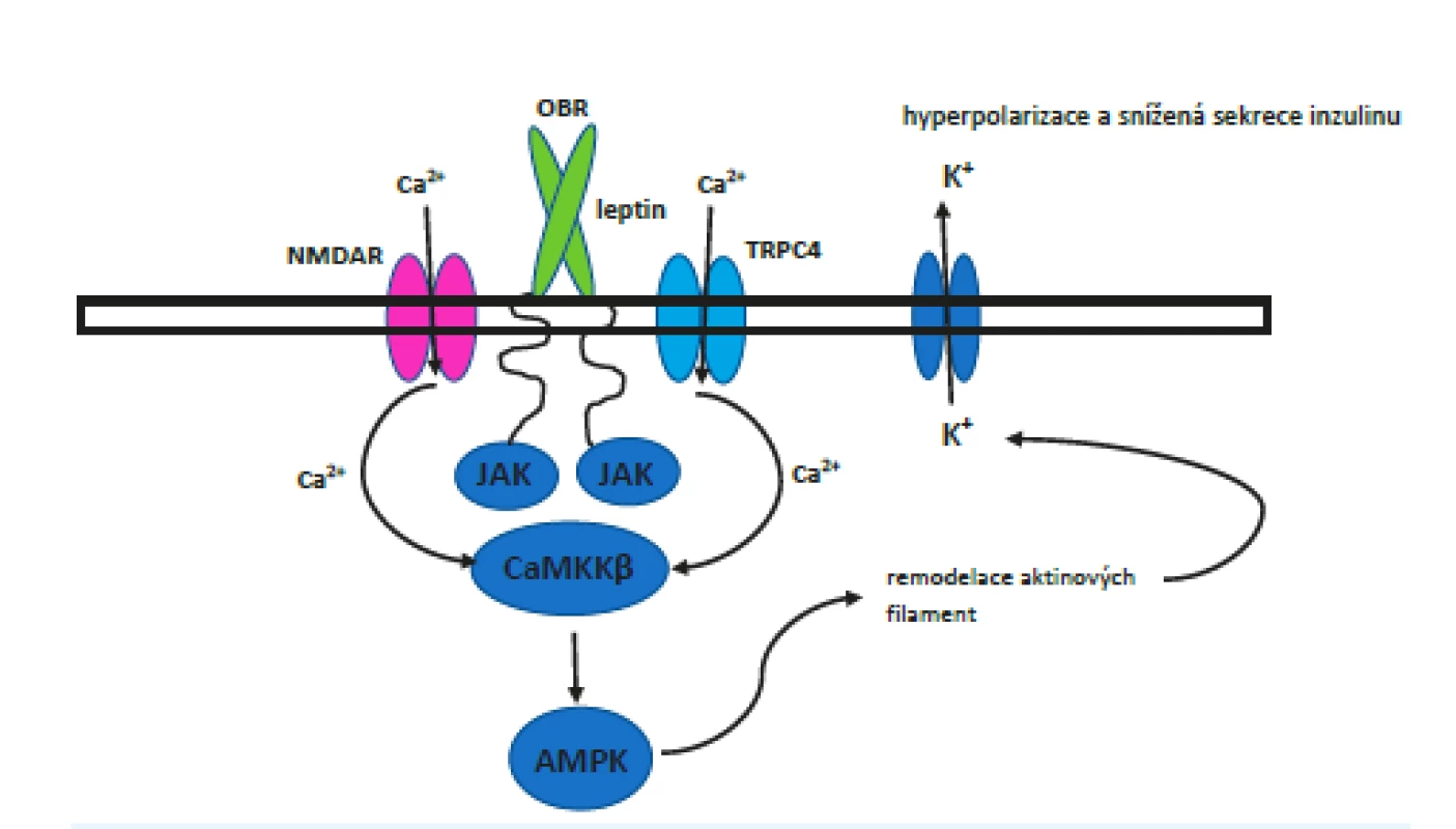 Signální dráha od receptoru pro leptin až po transport
KATP kanálu na povrch buňky