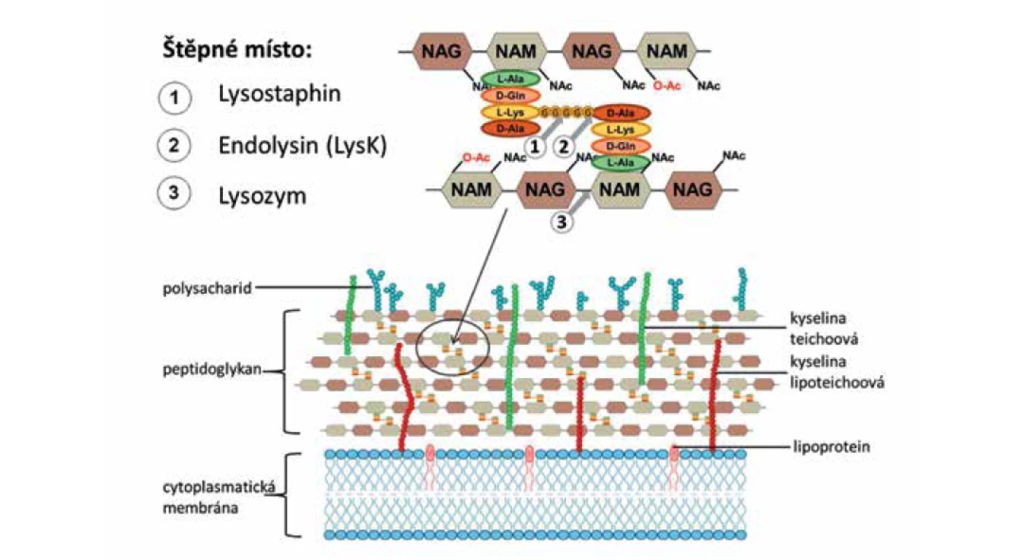 Struktura buněčné stěny grampozitivních bakterií<br>
Detail peptidoglykanu je znázorněn spolu se zásahovými místy pro lysostaphin, endolysin (LysK) a lysozym.<br>
(volně upraveno podle obrázku z článku Assis et al., 2017 [17] a podle obrázku z článku Kashani et al., 2017 [48])<br>
Figure 3. Cell wall architecture of Gram-positive bacteria<br>
A peptidoglycan detail is represented along with the target sites for lysostaphin, endolysin (LysK), and lysozyme.<br>
(adapted based on the figures in Assis et al., 2017 [17] and Kashani et al., 2017 [48])