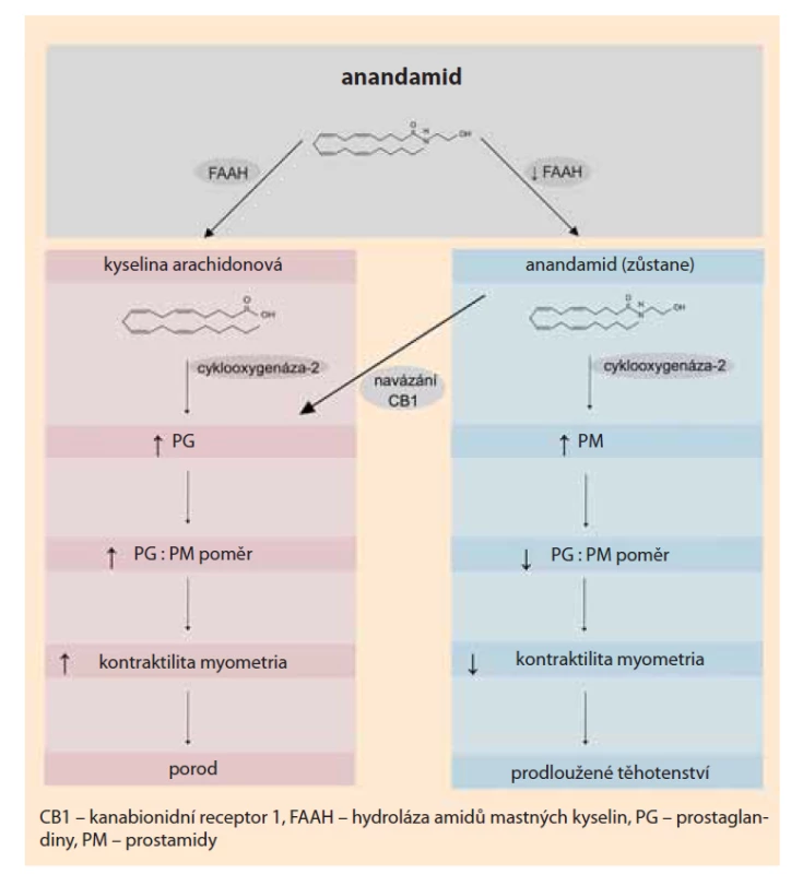 Metabolická přeměna anandamidu, jeho efekt na výsledný PG : PM poměr
a jeho vliv na počátek porodu [31].<br>
Fig. 1. The metabolism of anandamide, its effect on the prostaglandin : prostamide
(PG : PM) ratio and its potential role to drive labour induction [31].