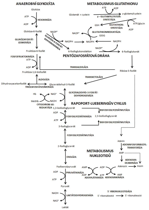 Hlavní metabolické dráhy erytrocytu<br> Degradací glukózy anaerobní glykolýzou a pentózafosfátovou dráhou vznikají tři základní metabolické produkty (ATP, NADH a NADPH) nezbytné pro udržení životaschopnosti erytrocytu. ATP – adenosintrifosfát; ADP – adenosindifosfát; AMP – adenosinmonofosfát; NADP/NADPH – oxidovaná/ redukovaná forma nikotinamidadenindinukleotidfosfátu; NAD/NADH – oxidovaná/redukovaná forma nikotinamidadenindinukleotidu; MetHb – methemoglobin, Hb – hemoglobin (upraveno podle [50])
