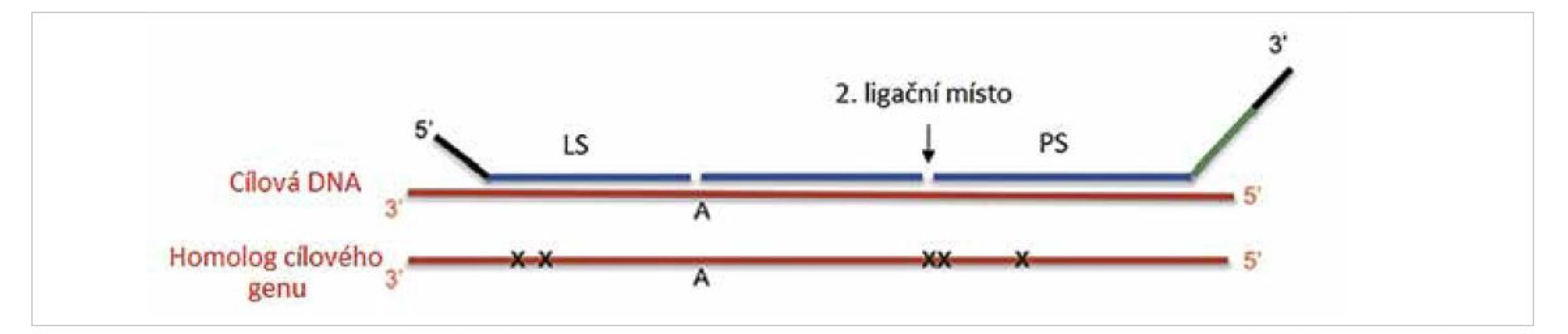 Využití dvou ligačního systému při detekce mutací (převzato z 2).