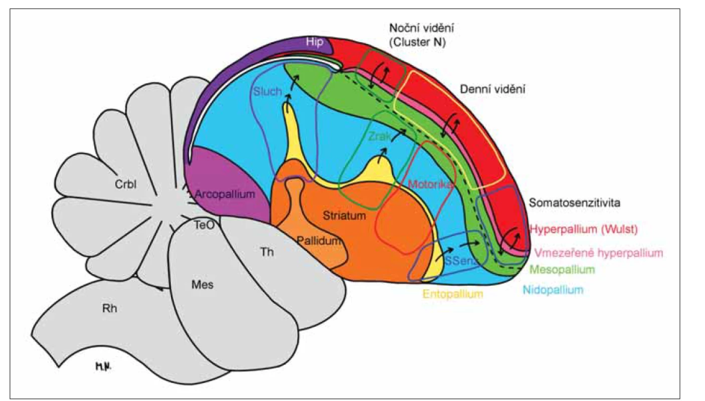 Schéma ptačího mozku s barevně vyznačenými částmi hemisféry a s barevně ohraničenými funkčními oblastmi jdoucími napříč
částmi hemisféry. Podle [25], nakreslila Monika Němcová.<br>
Na dorzálním povrchu hemisféry je červený vrstevnatý Wulst (hyperpallium), do kterého projikuje lemniskální systém a zraková dráha. Eferenty
z něj míří do kmene a míchy. Vzadu za ním je fialový archicortex. Další části ptačího mozku už nejsou vrstevnaté. Pod Wulstem je zelené
mezopallium rozdělené přerušovanou čarou na dorzální mezopallium, obousměrně propojené s Wulstem, a ventrální mezopallium, které dostává
senzorické informace z entopallia (žlutě) a po zpracování je posílá do nidopallia (modře) a arcopallia (světle fialově). Kaudomediální část
arcopallia odpovídá amygdale a přední část senzorimotorické oblasti neokortexu. Entopallium vybíhá směrem do nidopallia (vmezeřené nidopallium)
a má vpředu senzitivní nucleus basorostralis pallii, uprostřed zrakovou oblast a vzadu sluchové pole L. Mezopallium, nidopallium
a entopallium se dohromady nazývají dorsal ventricular ridge (zadní komorový hřeben). V hloubce hemisféry jsou bazální ganglia (oranžově
striatum a světle oranžově pallidum). Šedě je mozkový kmen a mozeček. Primární senzitivní neurony ptačího mozku sedí v entopalliu (žlutě),
v nidopalliu (modře) a ve vmezeřeném hyperpalliu (růžově), kde jsou zrakové a somatosenzitivní oblasti. Hlavním korovým eferentem jsou
neurony arcopallia. Napříč popsanými oblastmi ptačího mozku prostupují funkční sloupce barevně ohraničené: modře senzitivita, červeně
motorika, zeleně zrak, fialově sluch; ve Wulstu jsou to zezadu dopředu sloupce pro noční vidění (ohraničený zeleně), denní vidění (žlutě) a somatosenzitivitu
(modře).<br>
Crbl – mozeček; Hip – archicortex; Mes – mesencephalon; Rh – rhombencephalon; SSenz – somatosenzitivita; TeO – tectum opticum;
Th – thalamus<br>
Fig 6. The diagram of the brain of the bird with color coded parts of the hemisphere and color bordered functional areas dividing the
hemisphere. According to [25], drawn by Monika Němcová.<br>
On the dorsal surface of the hemisphere, there is the red laminar Wulst (hyperpallium), into which the lemniscal system and visual tract project.
Its eff erents project towards the brain stem and spinal cord. The violet archicortex is behind. Other parts of the bird brain are not laminar.
Under the Wulst, there is the green mesopallium, divided by the interrupted line to the dorsal mesopallium, which is bidirectionally connected
with the Wulst, and ventral mesopallium; this receives sensory input from the entopallium (yellow) and after its processing it sends
the information to the nidopallium (blue) and arcopallium (mauve). Caudomedial part of the arcopallium corresponds to the amygdala and
the anterior part of the sensomotor area of the neocortex. Entopallium plunges in the direction of the nidopallium (interposed nidopallium)
and anteriorly has a sensitive nucleus basorostralis palliii, and in the middle is the visual area and posteriorly auditory field L. The common
name for the mesopallium, nidopallium, and entopallium is the dorsal ventricular ridge. In the depth of the hemisphere, there are basal ganglia
(orange striatum and light orange pallidum). The gray color represents the brain stem and cerebellum. Primary sensitive neurons of the
bird brain lay in the entopallium (yellow), nidopallium (blue), and interposed nidopallium (pink), which are visual and somatosensitive areas.
The arcopallium neurons constitute the main cortical eff erent. Through the described areas of the bird brain, functional columns pervade,
which are color bordered: blue = sensitivity, red = motor activity, green = vision, violet = hearing; in the Wulst, these are from the posterior to
the anterior columns including night vision (green), daylight vision (yellow), and somatosensitivity (blue).<br>
Crbl – cerebellum; Hip – archicortex; Mes – mesencephalon; Rh – rhombencephalon; SSenz – somatosensory; TeO – tectum opticum;
Th – thalamus