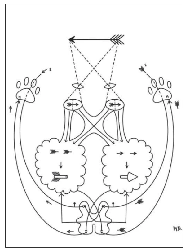 Schéma vysvětlující částečné křížení zrakové dráhy
u binokulárně viděného předmětu, jeho prostorovou syntézu
v mozku a křížení motorické dráhy (M) v oblongatě a anterolaterálního
nociceptivního sytému (S) segmentálně v míše, zajišťující
opět správnou prostorovou determinaci viděného předmětu.
Nakreslila Monika Němcová.<br>
Fig. 2. The diagram explaining the partial crossing of the visual
tract in case of a binocularly seen object, its spatial synthesis in
the brain and crossing of the motor tract (M) in the medulla
oblongata and of the anterolateral anociceptive system (S) segmentally
in the spinal cord, again providing the correct spatial
determination of the seen object. Drawn by Monika Němcová.